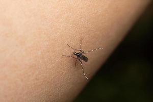 piqûre de moustique dangereux paludisme fiverr macrophotographie photo premium