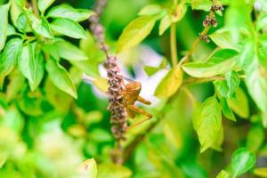 sauterelles de riz jaune perchées sur des feuilles vertes se prélassant au soleil pendant la journée, sous-ordre caelifera insectes hémimétaboles cricket photo