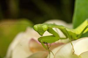 mante insecte macrophotographie photo premium