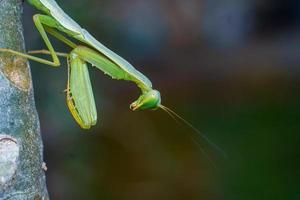 mante insecte macrophotographie photo premium