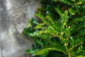 libellule verte perchée sur une feuille verte photo