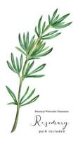 branche de tige verte de romarin. illustration aquarelle botanique, chemin inclus photo