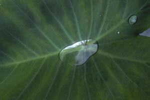 feuilles de taro vertes avec de beaux motifs naturels et de l'eau roulante sur les feuilles de taro que la nature a créées pour empêcher les feuilles de taro de se mouiller naturellement. photo