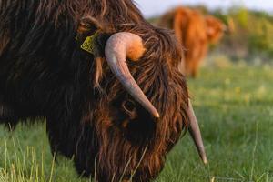 vaches montagnardes dans les dunes de wassenaar aux pays-bas. photo