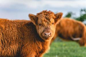 vaches montagnardes dans les dunes de wassenaar aux pays-bas. photo