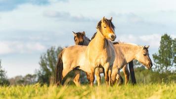 chevaux sauvages dans les champs de wassenaar aux pays-bas. photo