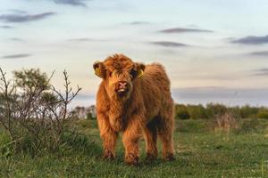 vaches montagnardes dans les dunes de wassenaar aux pays-bas. photo