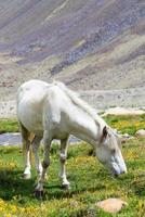 cheval dans un pré vert. photo