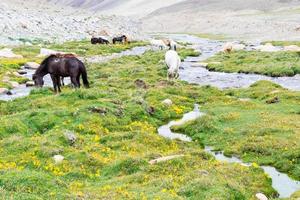 cheval dans un pré vert. photo