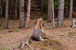 souche de bois dans la forêt humide des carpates. photo