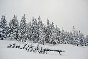pins couverts de neige sur la montagne chomiak. beaux paysages d'hiver des carpates, ukraine. nature givrée. photo