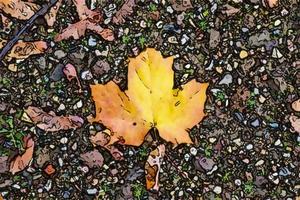 peinture de style comique de feuilles d'automne colorées pour les arrière-plans ou les textures. photo