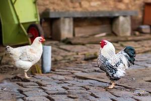 un coq et un poulet de volaille domestique photo