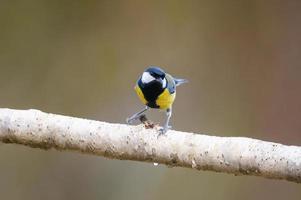 une mésange charbonnière est assise sur une branche photo