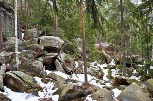 rochers de dovbush dans la forêt verte des carpates. photo