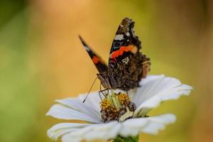 papillon amiral rouge assis sur une macro photographie de fleurs blanches. le papillon vanessa atalanta recueille le pollen de la photographie de gros plan du jardin de zinnia. photo