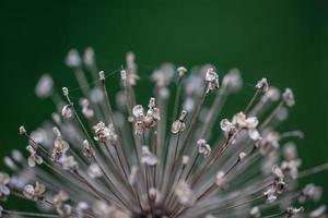 photographie macro d'oignon persan sec sur fond vert. graines d'allium détails jardin photographie botanique. photo