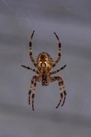 l'araignée croisée attend sa victime dans la photo macro web. araignée de jardin européenne accrochée à une toile sur fond gris.