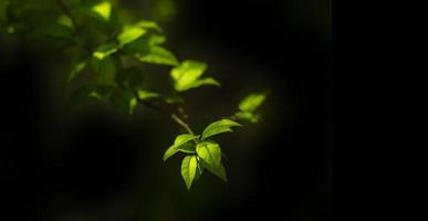 gros plan feuilles vertes plante nature fond fraîcheur verdure environnement photo