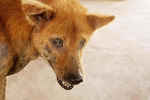 le chien souffrait de la rage. photo