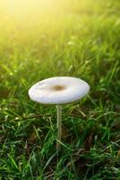 champignons qui poussent dans le champ d'herbe. photo