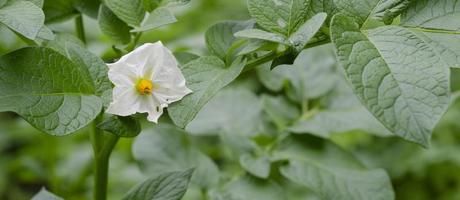 fleur de pomme de terre dans le jardin.banner,copyspace photo