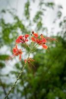 caesalpinia connue sous le nom de fleur de paon. photo