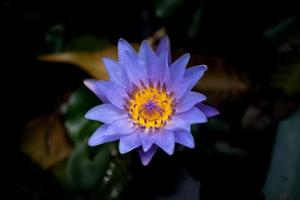 gros plan de lotus sur fond sombre. photo