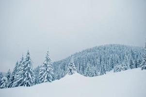 pins couverts de neige sur la montagne chomiak. beaux paysages d'hiver des carpates, ukraine. nature givrée majestueuse. photo