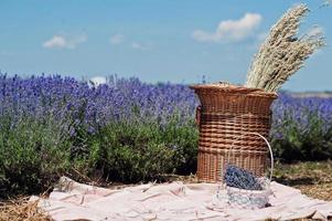 définir des décorations dans un champ de lavande violette. photo