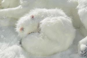 renard arctique artificiel dormant sur la neige. photo
