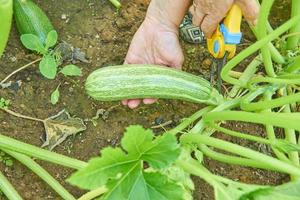 agriculteur récoltant des courgettes mûres biologiques dans une maison verte avec un sécateur de jardin. concept d'agriculture et de jardinage photo