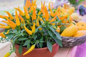 de petits piments jalapeno orange poussent dans des pots en argile à côté d'un panier avec des citrouilles au festival des récoltes. légumes bio de la ferme photo