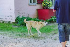 un chien errant sans abri agressif et blanc va attaquer un homme dans la rue photo