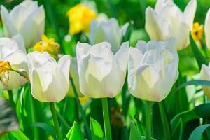 champ de tulipes blanches. fond de fleur. paysage de jardin d'été photo