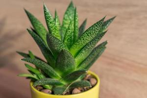 plante d'aloe vera dans un pot en céramique jaune, plante d'intérieur, jardinage domestique. mise au point douce. photo