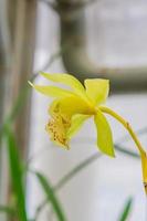 fleurs d'orchidées exotiques jaunes dans le jardin botanique photo