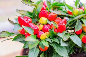 de petits piments jalapeno rouges poussent dans des pots en argile. légumes bio de la ferme photo