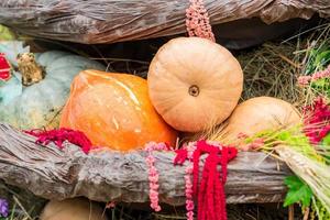 beaucoup de citrouilles dans un foin, fond d'automne, mise au point sélective photo