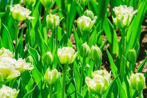 champ de tulipes blanches. fond de fleur. paysage de jardin d'été photo