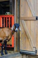portrait de jeune belle chèvre à la ferme photo