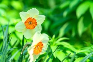 tendres fleurs de narcisse en fleurs jaunes et blanches dans le jardin de printemps, fond floral photo