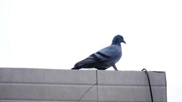 pigeon assis sur un bâtiment photo