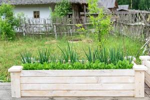 cultiver de l'oignon frais et de la laitue dans le potager, gros plan photo