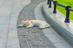 chat roux errant dormant sur le trottoir. photo