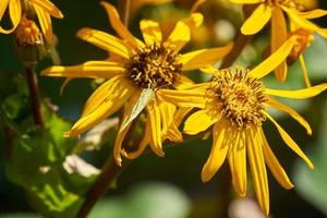 fond naturel d'été lumineux. fleurs jaunes en fleurs se bouchent photo