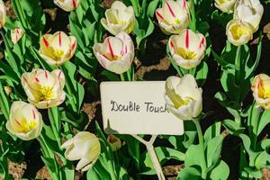 champ de tulipes blanches et rouges à double touche. fond de fleur. paysage de jardin d'été photo
