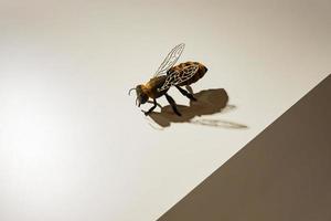 gros plan d'une abeille assise sur un mur blanc. ombres dures. décoration d'intérieur. photo