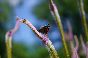 Veronicastrum virginicum, papillon assis sur fleur pourpre dans le jardin photo