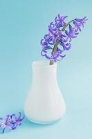 belle jacinthe en fleurs dans un vase en verre blanc sur fond bleu. bouquet de printemps pour la décoration intérieure